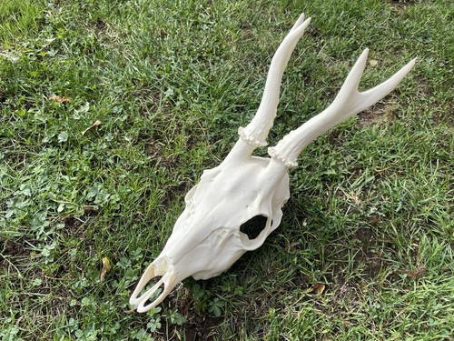 Replica male roe - replica, deer