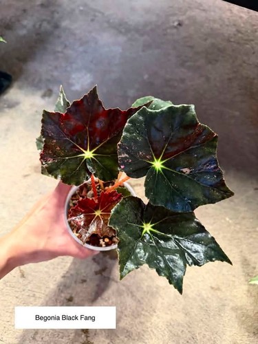 Vary rare begonia black - vary,