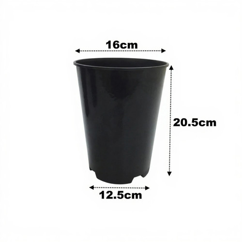 Litre deep rose - litre, plant