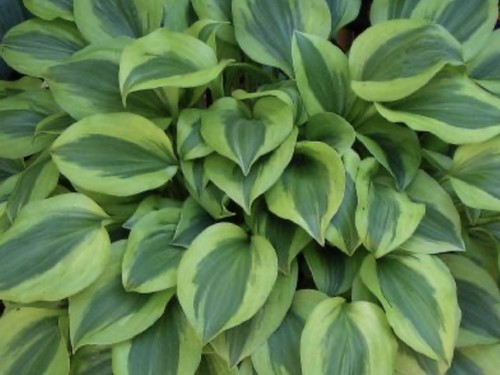 Hosta grand tiara pot - hosta,