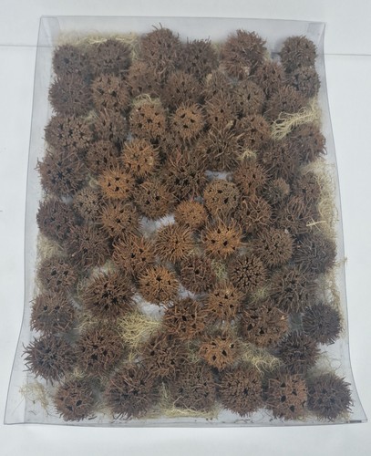 Natural dried sweetgum seed - dried,
