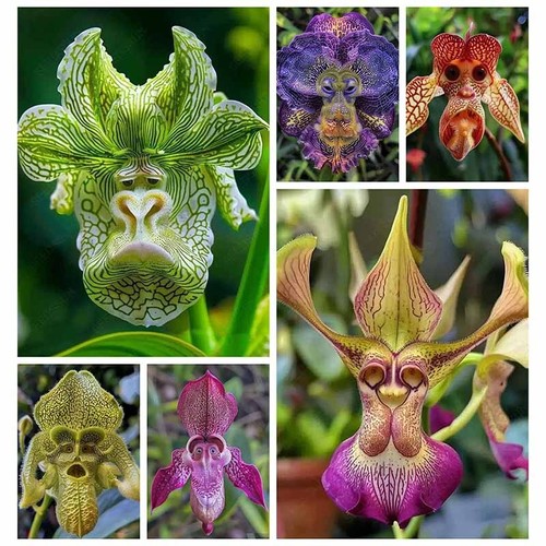 100pcs monkey faced flower - monkey,