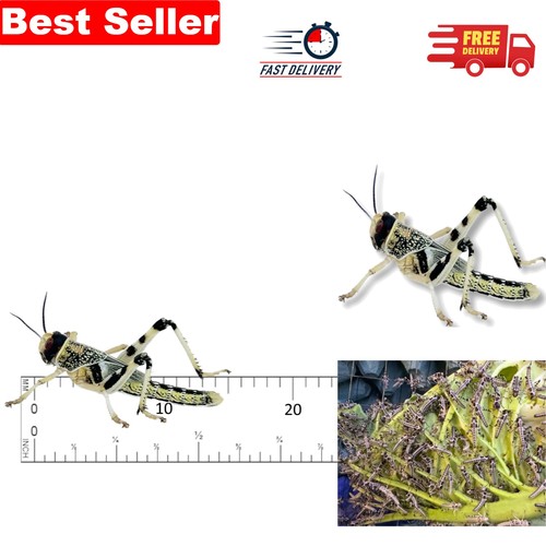 Live locusts - (10mm-20mm),