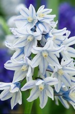 Puschkinia Libanotica 10,25, 50 or 100 Bulbs Russian Snowdrop Spring Flowering