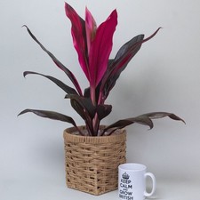 Cordyline Strawberry Queen in
