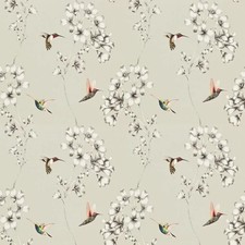 Harlequin - Amazilia -