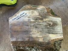 Spalted Horse Chestnut Crotch