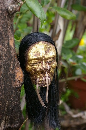 Long haired gold face - haired, shrunken