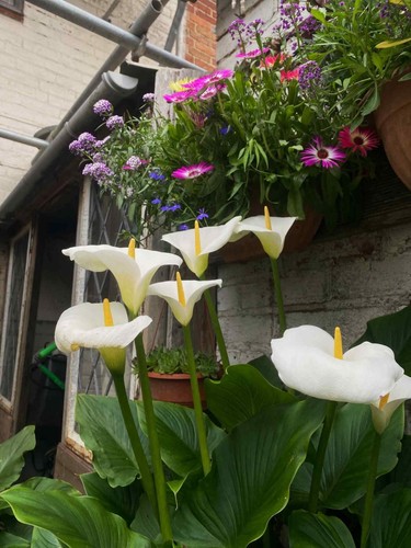 Small arum lily plants - 6x,