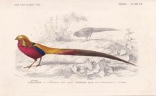 1861 GOLDEN PHEASANT Print - Hand-Coloured Antique Bird Art - 5.75 x 9.75 Inches