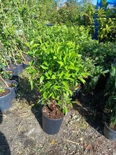 Orange Fruit Tree Citrus Tree