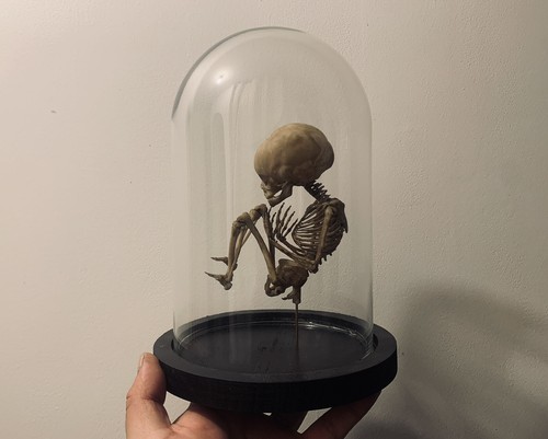 Cabinet curiosities - cabinet,