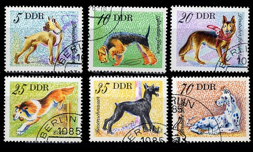 Airedale boxer schnauzer - airedale,