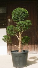 Real XL Yew (taxus baccata) Cloud/Japanese Style/ Topiary, UK Grown