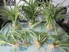 Baby Spider Plant, rooted in