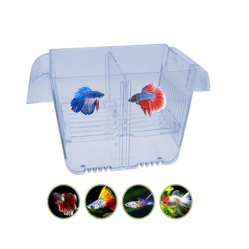 Fish isolation box acrylic - box,