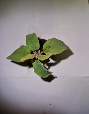 Eucalyptus Lemon Scented Gum