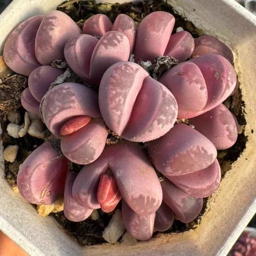 10pcs 5cm succulent plant - 1.5cm,
