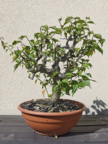 Prunus mume japanese flowering - prunus,