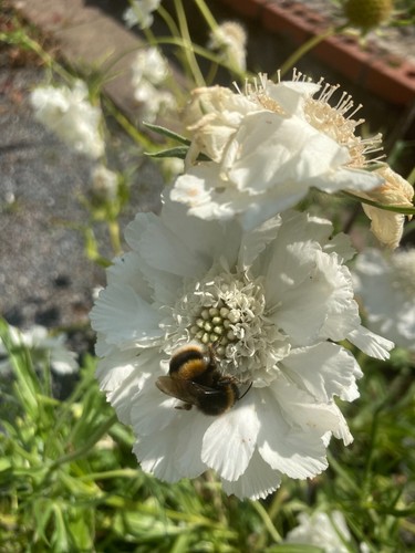 Scabious scabiosa plant - scabiosa,