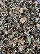 100 x Natural Pine Cones Craft