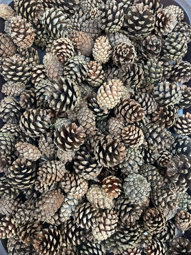100 natural pine - 100, craft