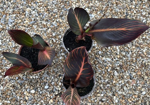 Canna tropicanna durban - x,