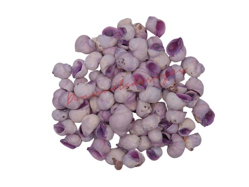 Cebu violet natural shells - violet,