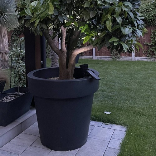 Big plant tree - tree, extra
