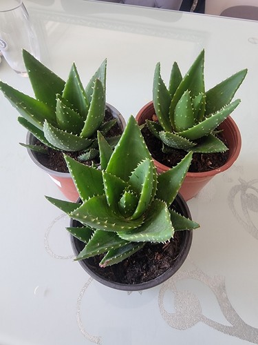 Dwarf aloe vera plant - vera,