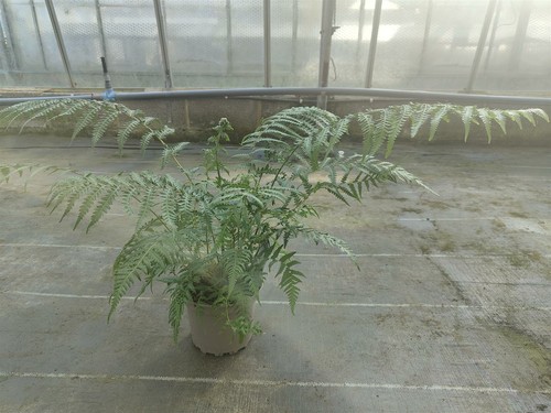 Tree fern with - with, 17cm