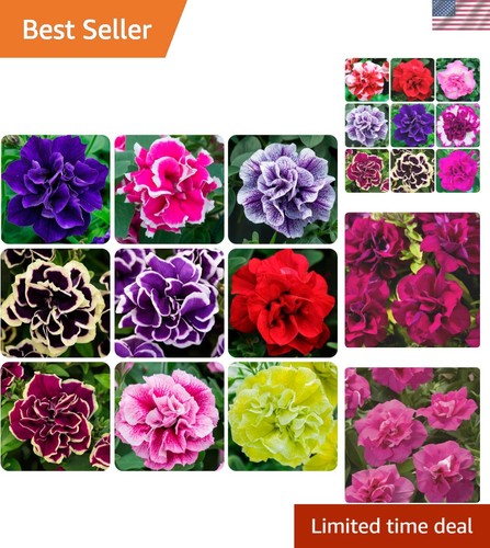 350 heirloom petunia flower - heirloom,