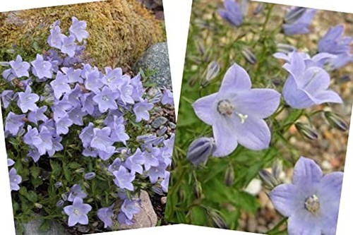 Campanula yvonne plug - campanula,