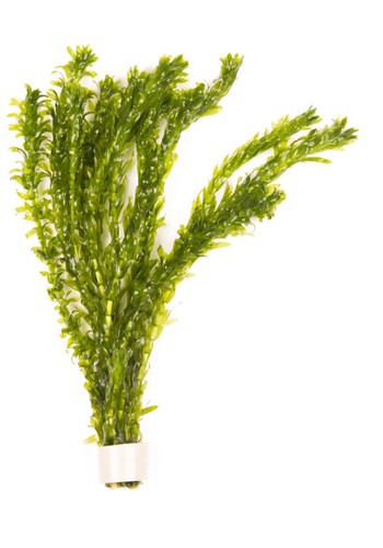 Lincolnshire pond plants ltd - pond,