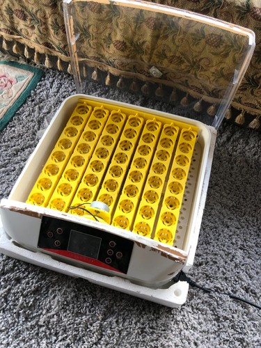 Egg incubator chicken - 56,