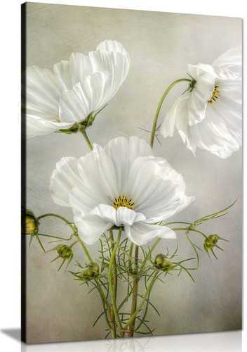 White cosmos flower - flower, vintage