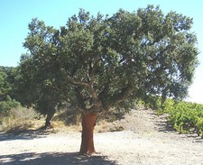 Cork Oaks QUERCUS SUBER evergreen oak tree, corky bark, 20-25cm tall