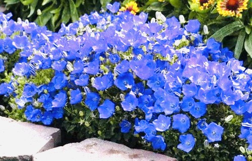 Campanula carpatica bells - carpatica, bells-