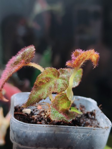 Begonia langkat retic - begonia,