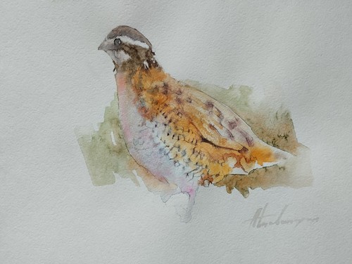Partridge birds watercolor - partridge,,