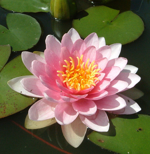 Lucky dip live water lily - lily, pond