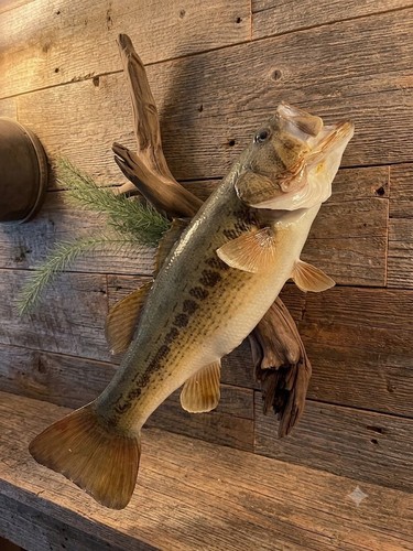 Nice large mouth - nice,