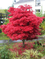 Acer Tree Skeeters Broom NEW