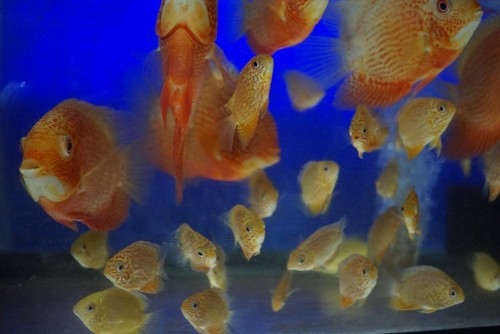 Red spot gold - red,