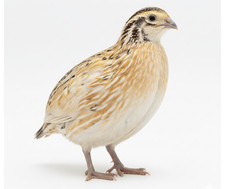 Jumbo Italian Quail Hatching