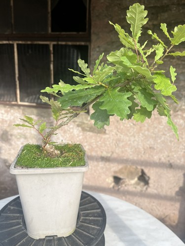 Oak bonsai starter tree - ,