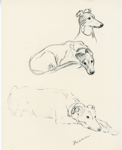 Greyhound vintage 1937 dog - greyhound,