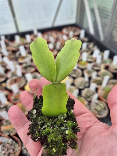 Schlumbergera buckleyi - schlumbergera,