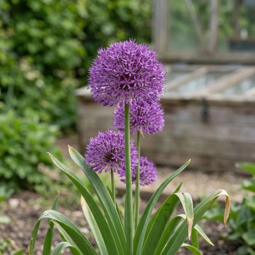 Allium purple sensation bulbs - allium,