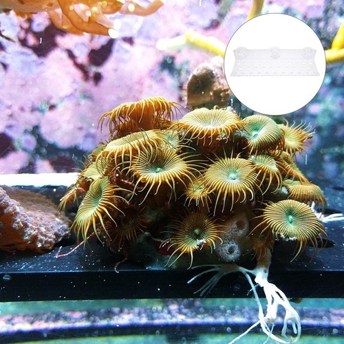 Coral rack for - for, fish